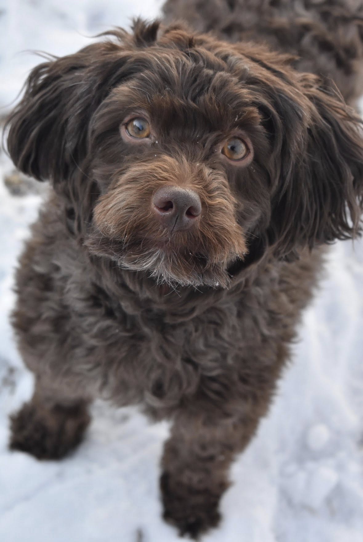 Max the dog